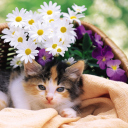 Fondo de pantalla Kitten With Daisies 128x128