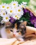 Fondo de pantalla Kitten With Daisies 128x160