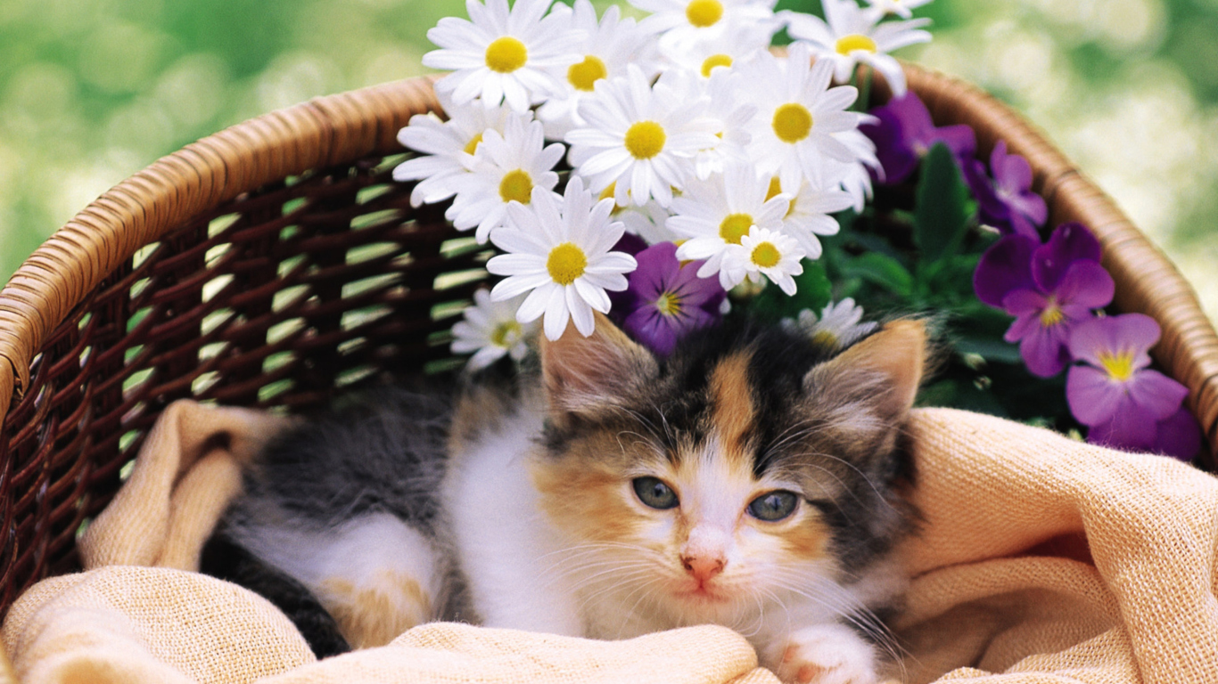 Kitten With Daisies screenshot #1 1366x768
