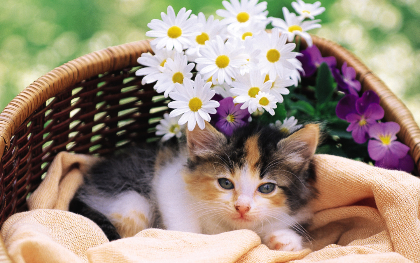 Fondo de pantalla Kitten With Daisies 1440x900