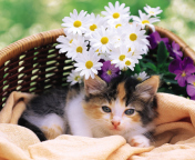 Fondo de pantalla Kitten With Daisies 176x144