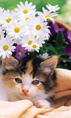 Kitten With Daisies screenshot #1 240x400