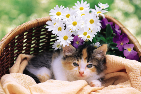 Kitten With Daisies screenshot #1 480x320