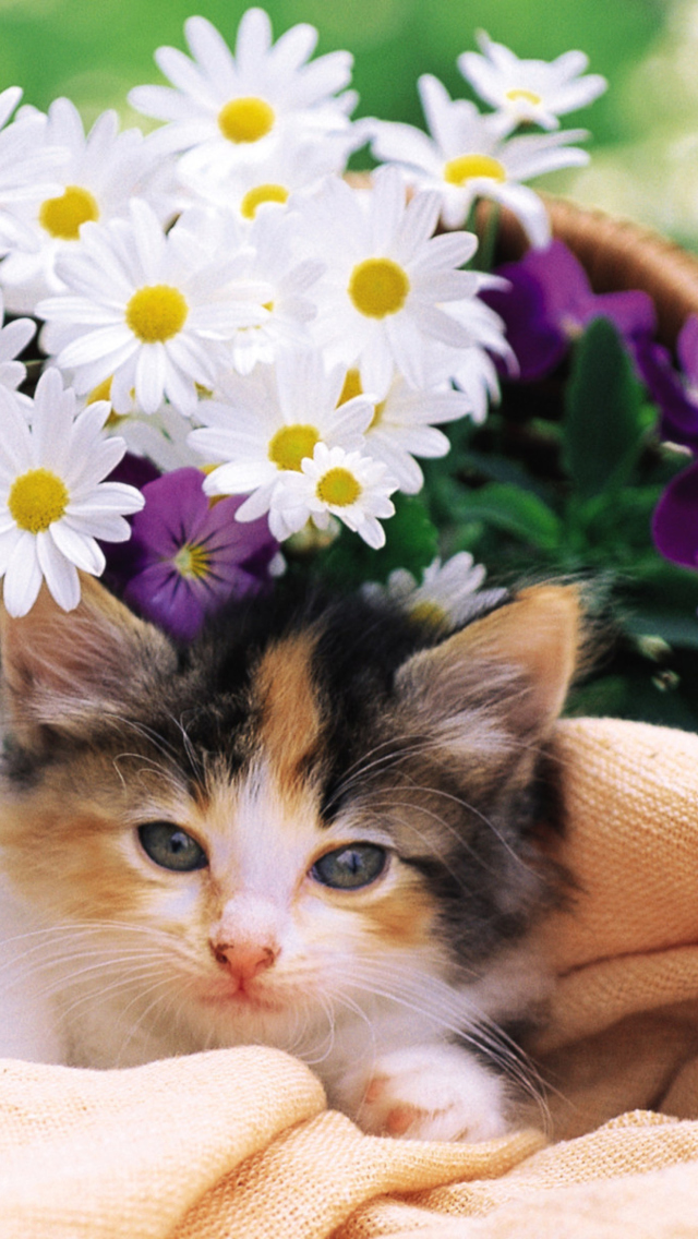 Kitten With Daisies wallpaper 640x1136