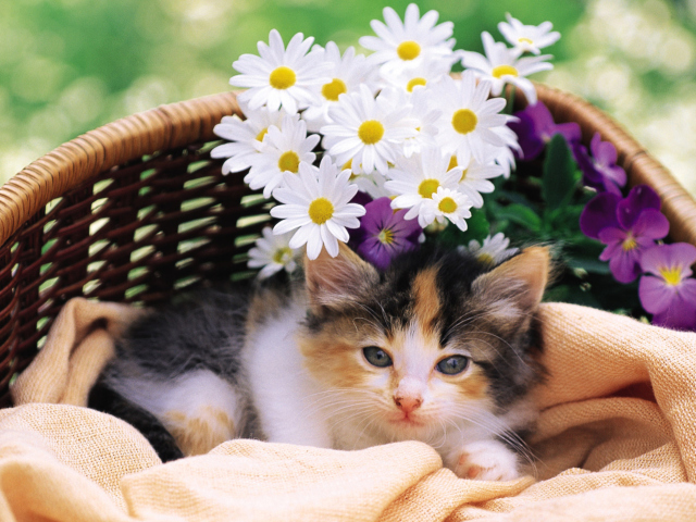 Kitten With Daisies wallpaper 640x480