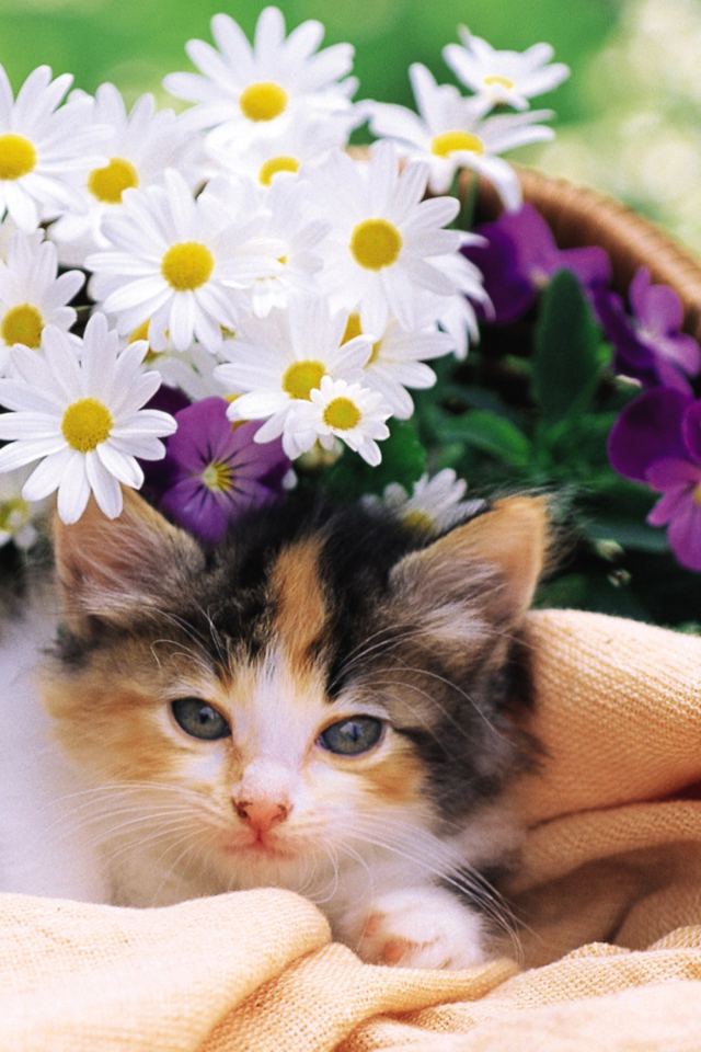 Fondo de pantalla Kitten With Daisies 640x960
