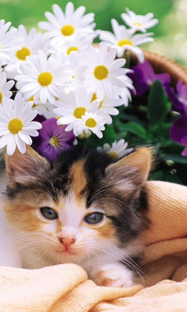 Fondo de pantalla Kitten With Daisies 768x1280