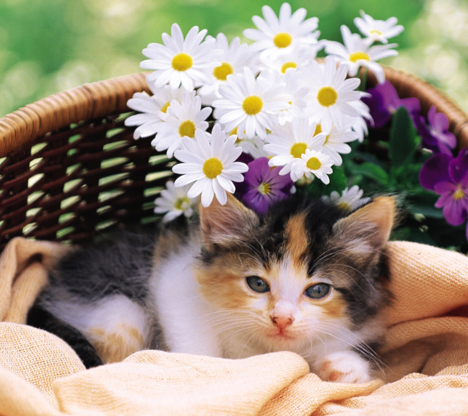Kitten With Daisies screenshot #1 960x854