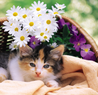 Kostenloses Kitten With Daisies Wallpaper für 2048x2048