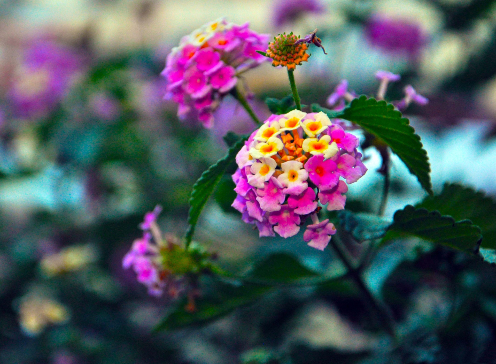 Yellow And Pink Flowers screenshot #1 1920x1408