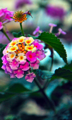 Yellow And Pink Flowers screenshot #1 240x400