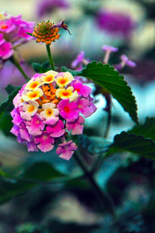 Das Yellow And Pink Flowers Wallpaper 320x480