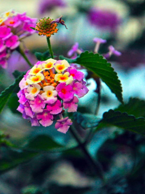 Yellow And Pink Flowers wallpaper 480x640