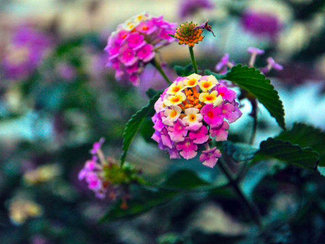 Yellow And Pink Flowers wallpaper 640x480