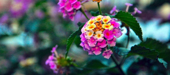 Yellow And Pink Flowers wallpaper 720x320
