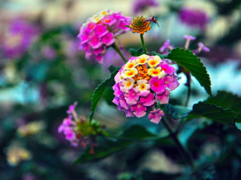 Yellow And Pink Flowers screenshot #1 800x600