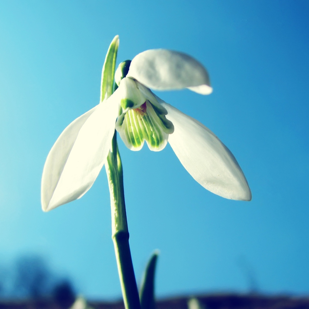 Snowdrop wallpaper 1024x1024