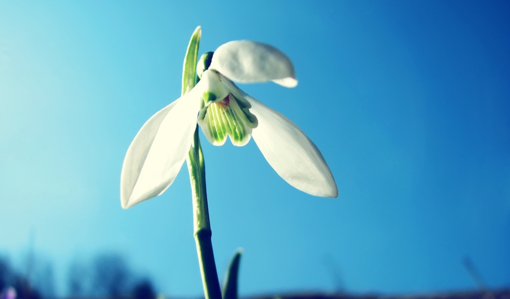 Snowdrop wallpaper 1024x600