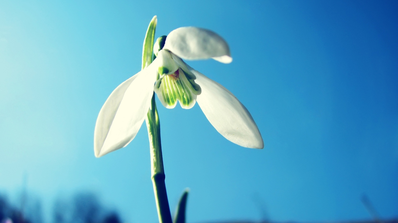 Fondo de pantalla Snowdrop 1280x720