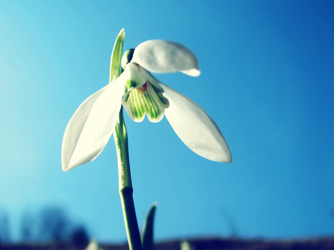 Das Snowdrop Wallpaper 1280x960