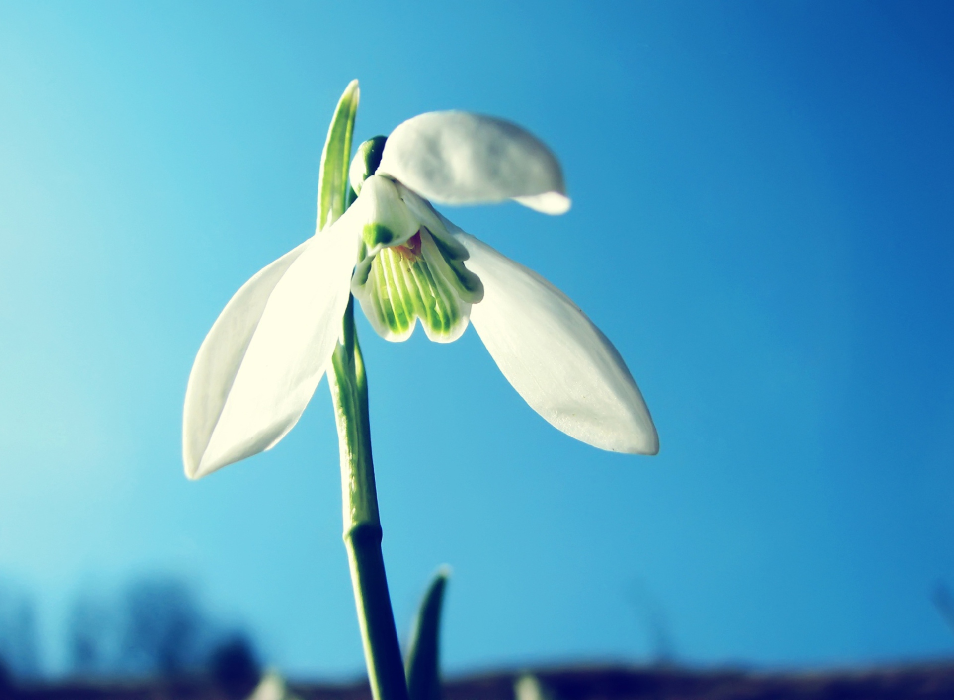 Fondo de pantalla Snowdrop 1920x1408