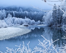 Winter Snow wallpaper 220x176