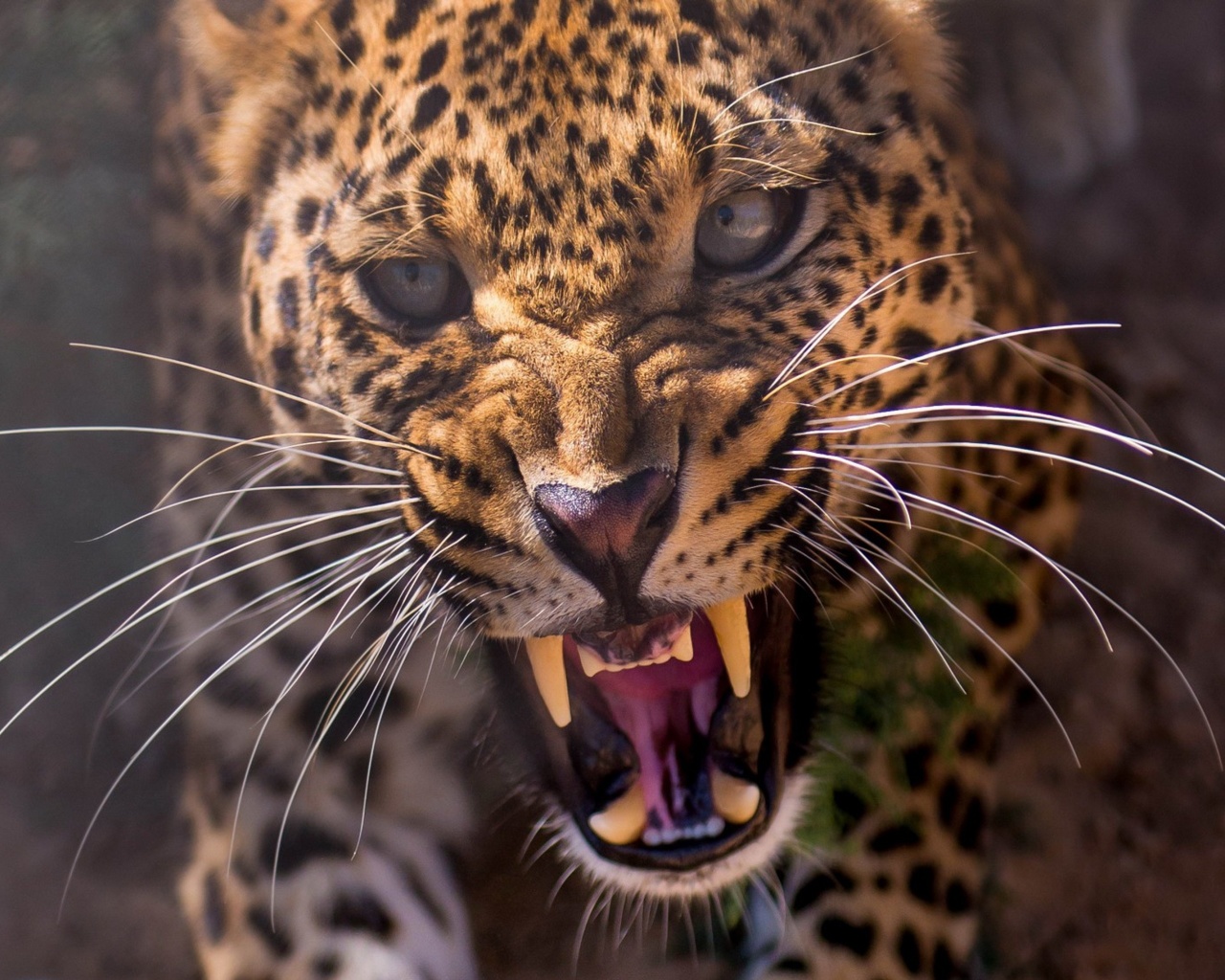 Sfondi Leopard attack 1280x1024