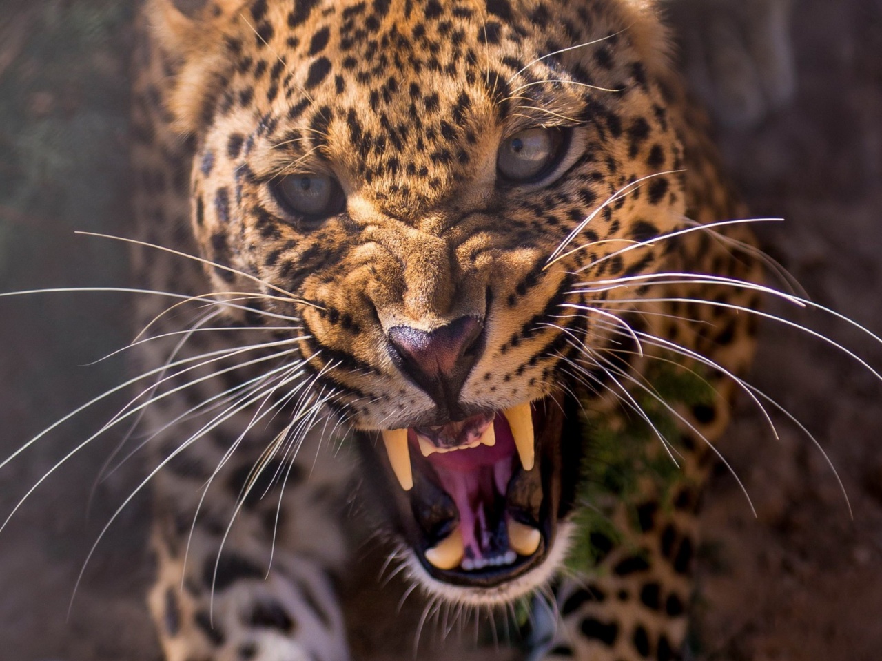 Sfondi Leopard attack 1280x960