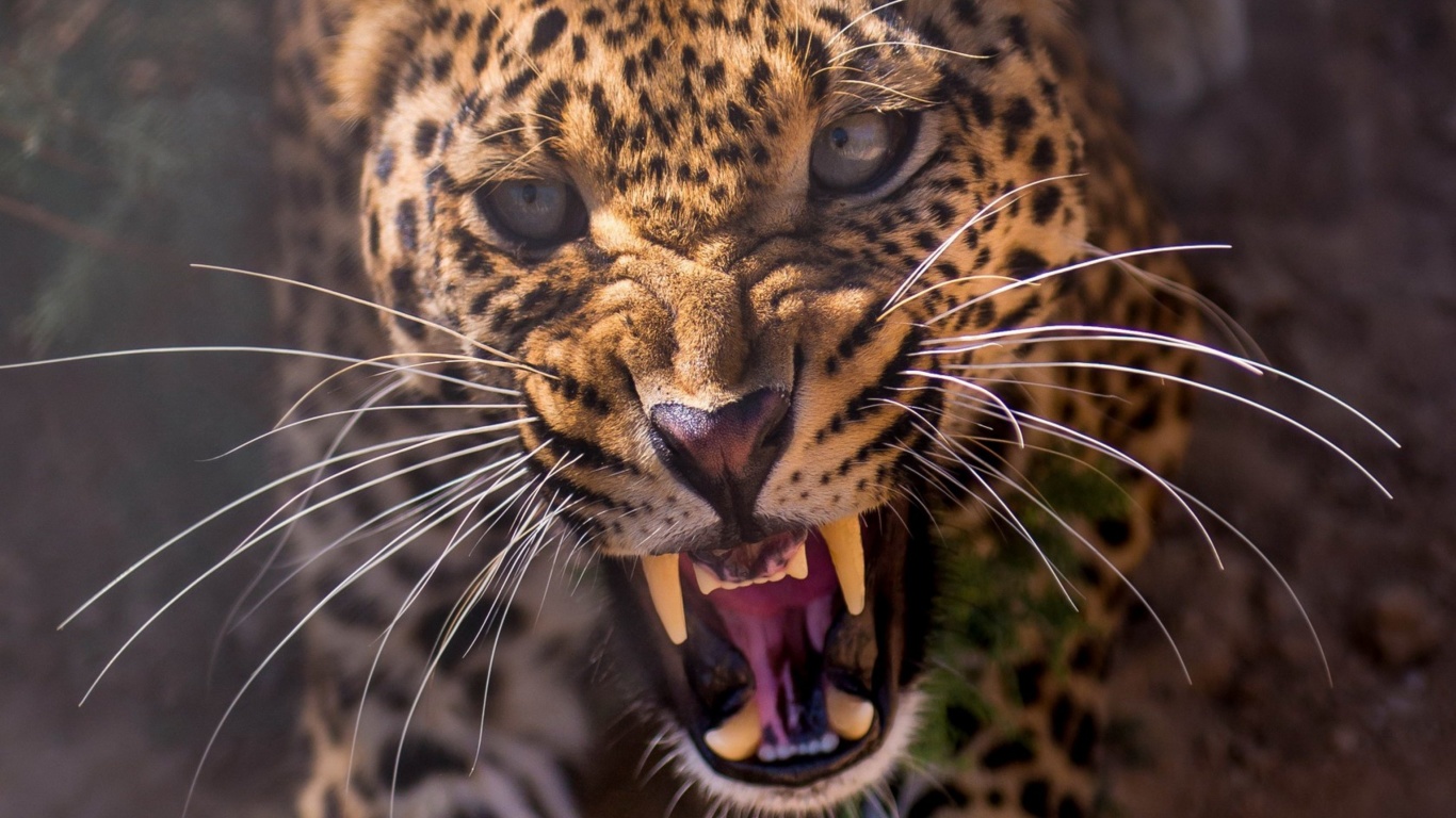 Leopard attack wallpaper 1366x768