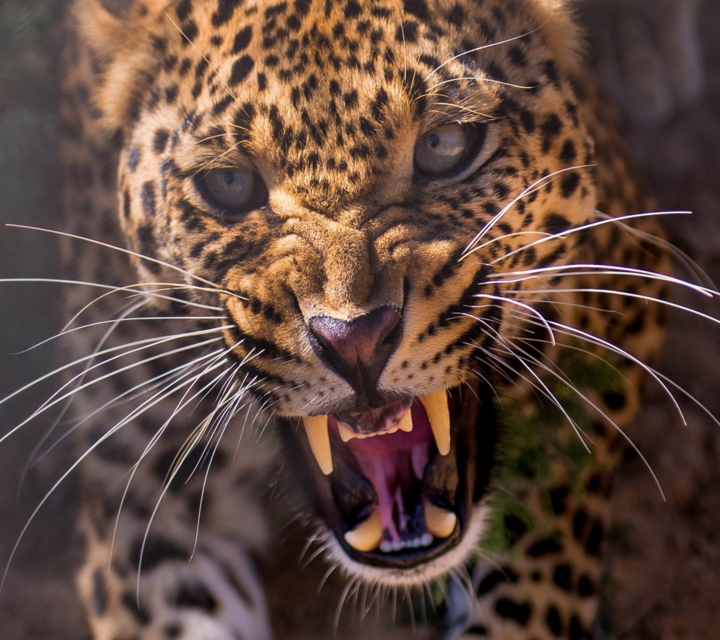 Обои Leopard attack 1440x1280