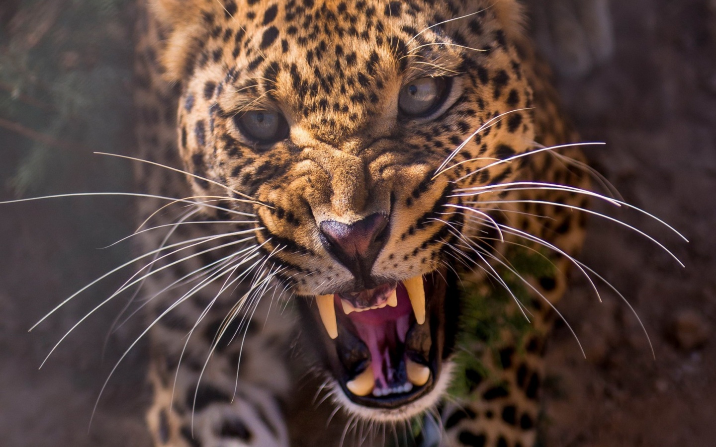 Leopard attack wallpaper 1440x900