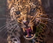 Sfondi Leopard attack 176x144