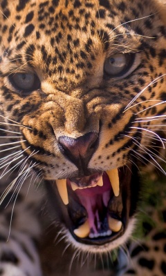 Das Leopard attack Wallpaper 240x400