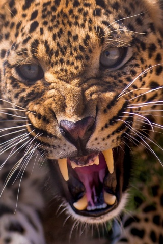 Leopard attack screenshot #1 320x480