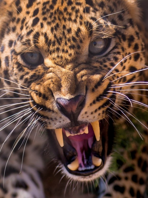 Sfondi Leopard attack 480x640