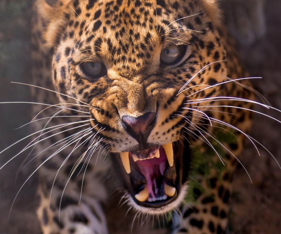 Leopard attack wallpaper 960x800