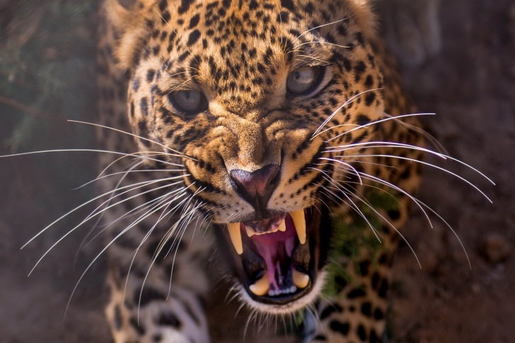 Sfondi Leopard attack