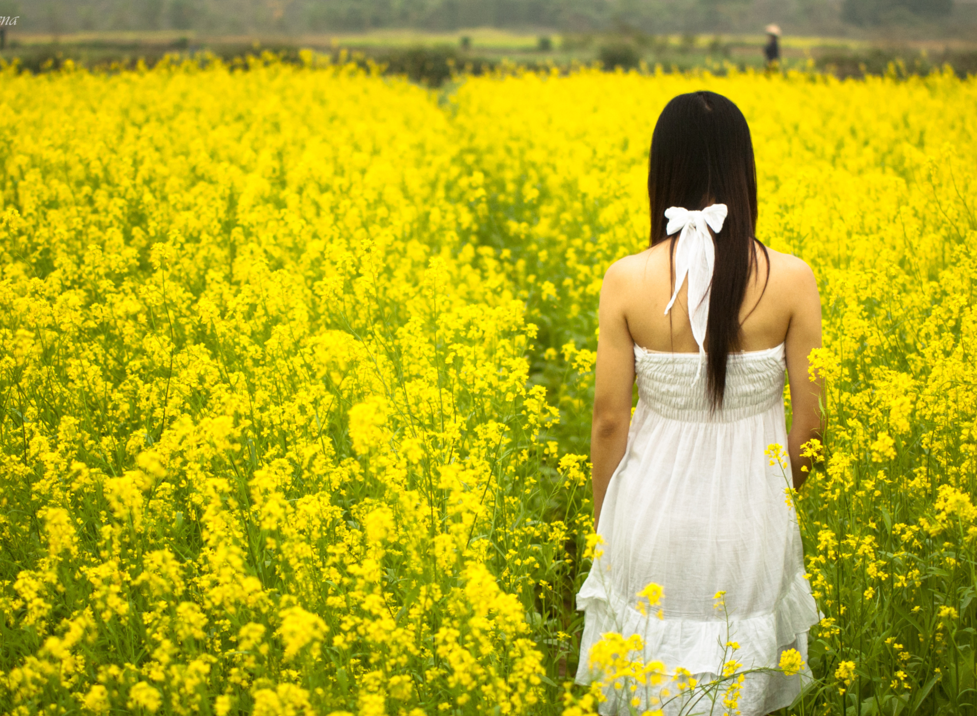 Das Girl At Yellow Flower Field Wallpaper 1920x1408