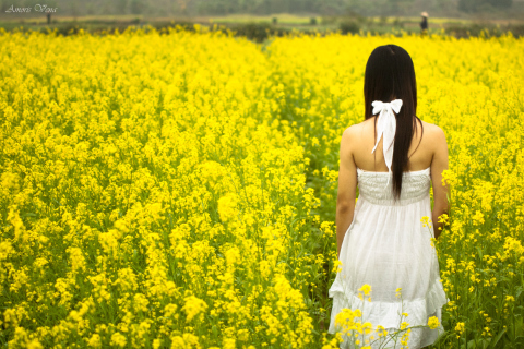 Обои Girl At Yellow Flower Field 480x320