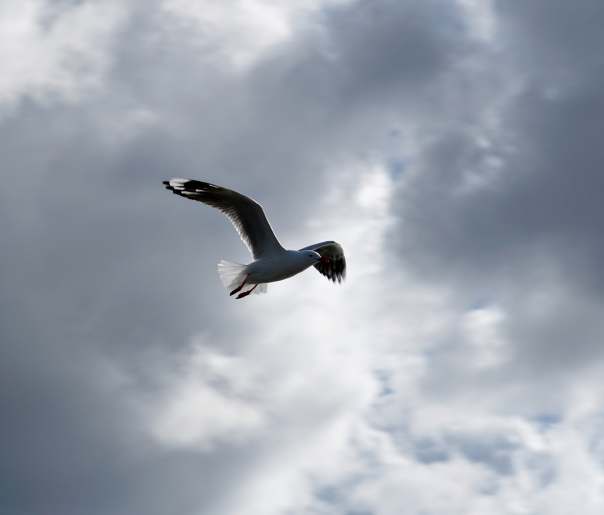 Seagull In Sky screenshot #1 1200x1024
