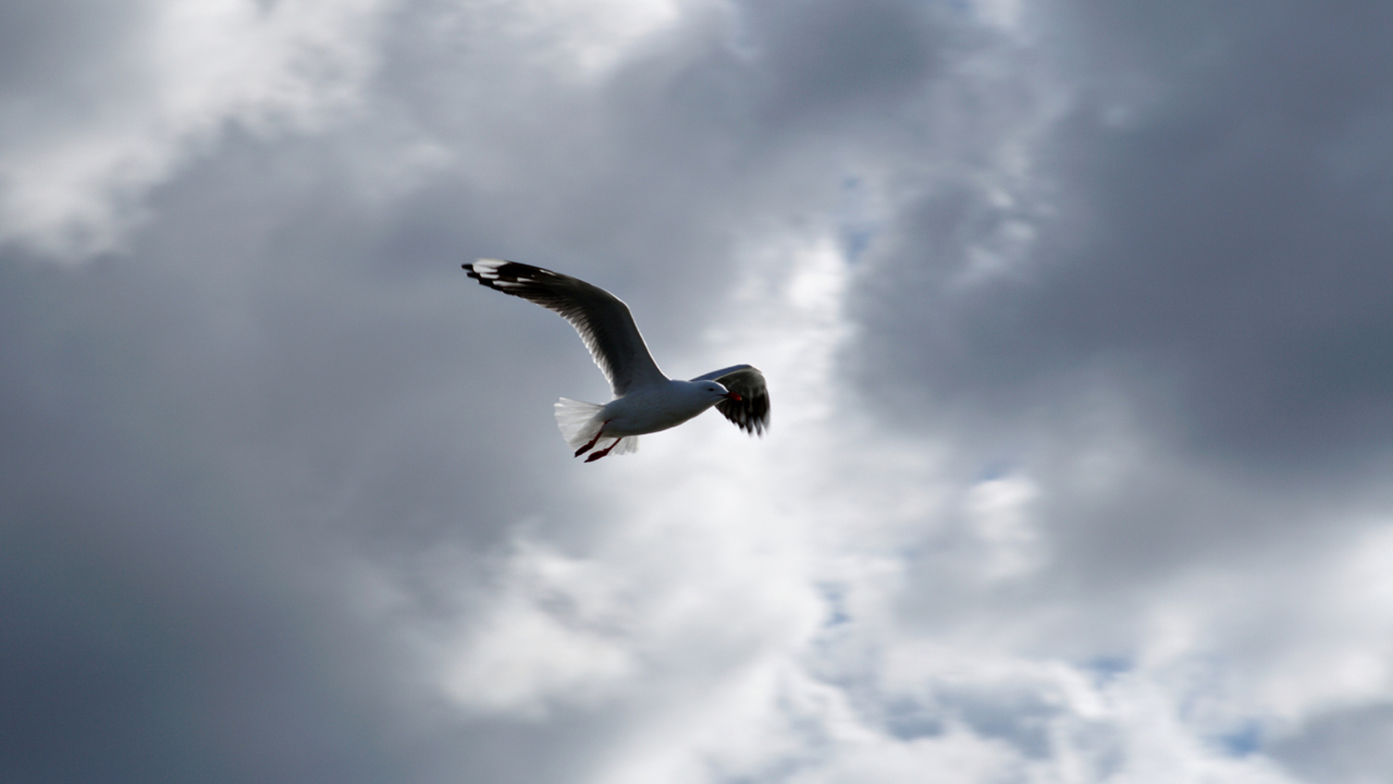 Seagull In Sky wallpaper 1280x720