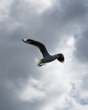 Seagull In Sky screenshot #1 128x160