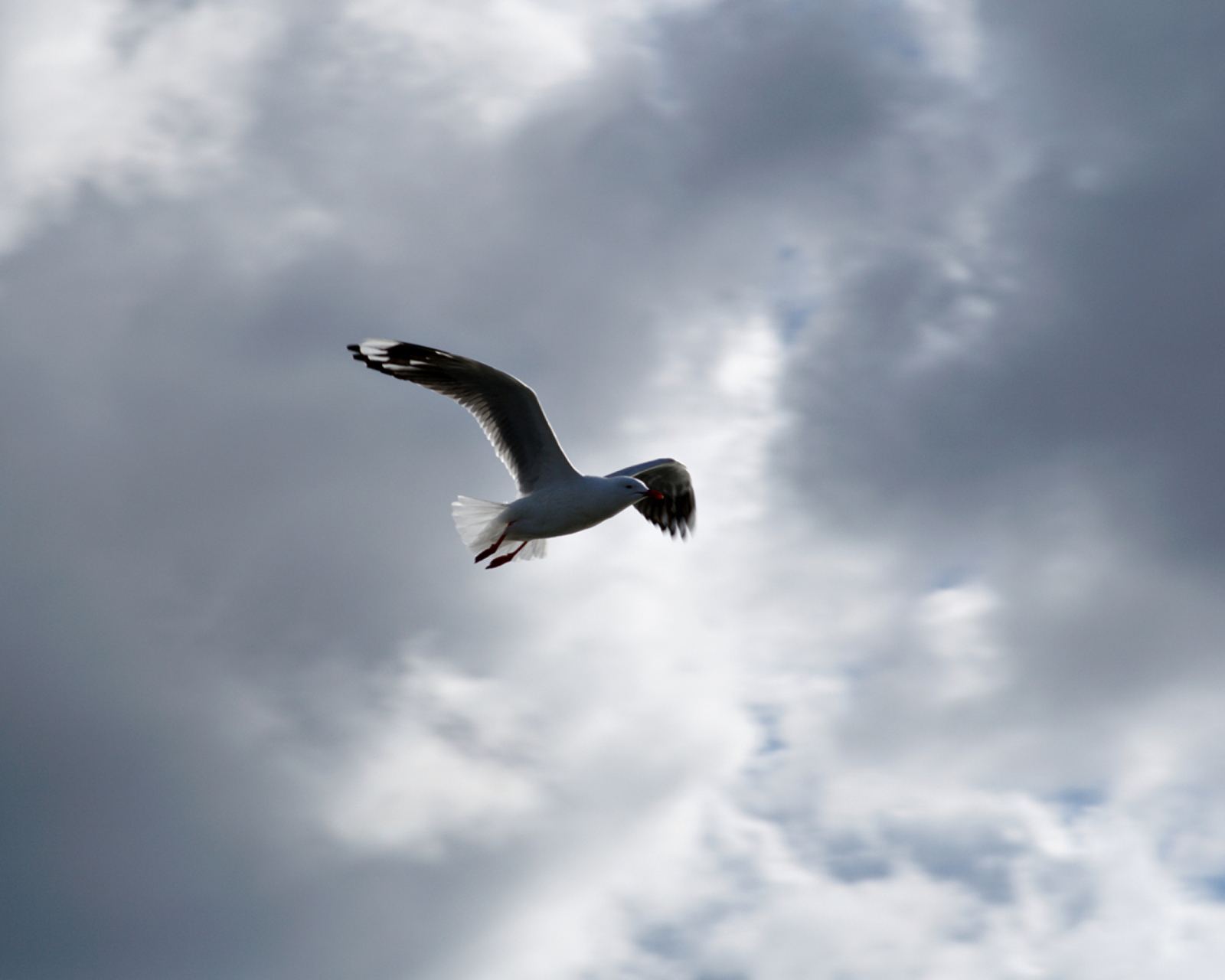 Das Seagull In Sky Wallpaper 1600x1280