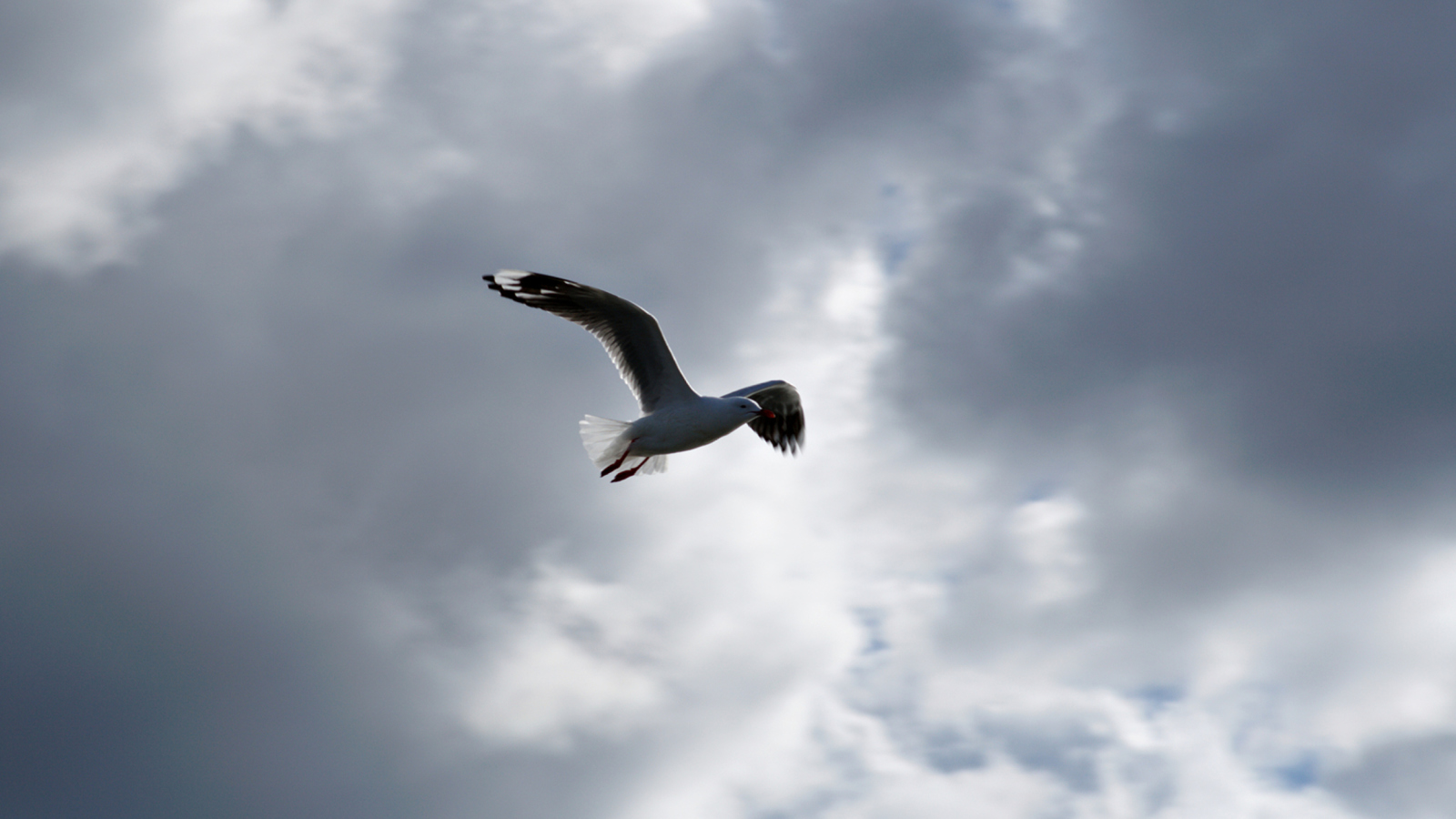 Das Seagull In Sky Wallpaper 1600x900