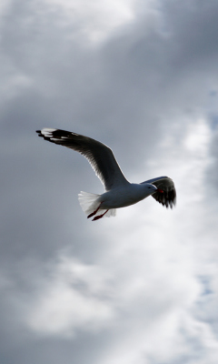 Обои Seagull In Sky 240x400