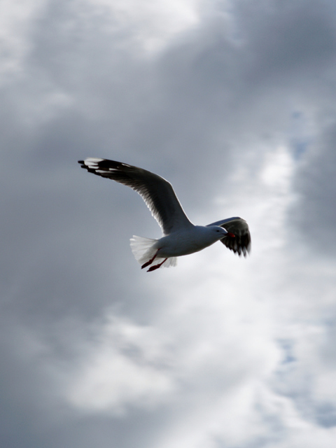 Обои Seagull In Sky 480x640