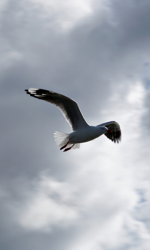 Обои Seagull In Sky 480x800