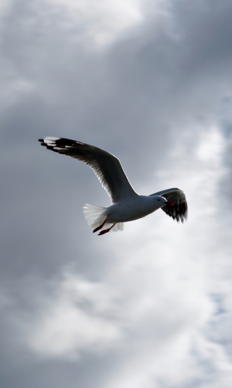 Seagull In Sky wallpaper 480x800