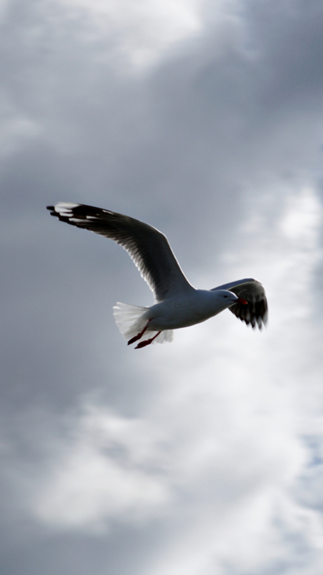 Das Seagull In Sky Wallpaper 640x1136