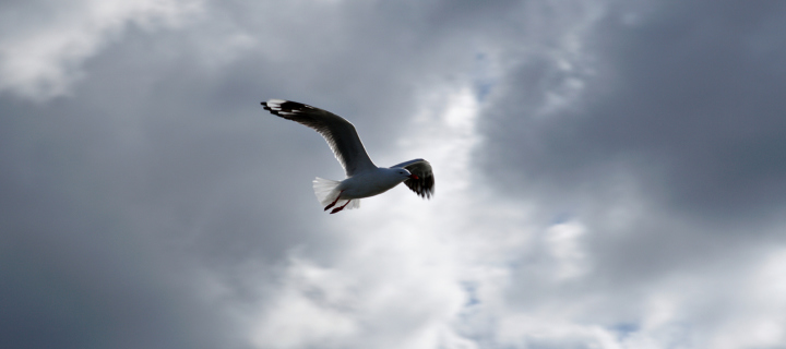 Обои Seagull In Sky 720x320